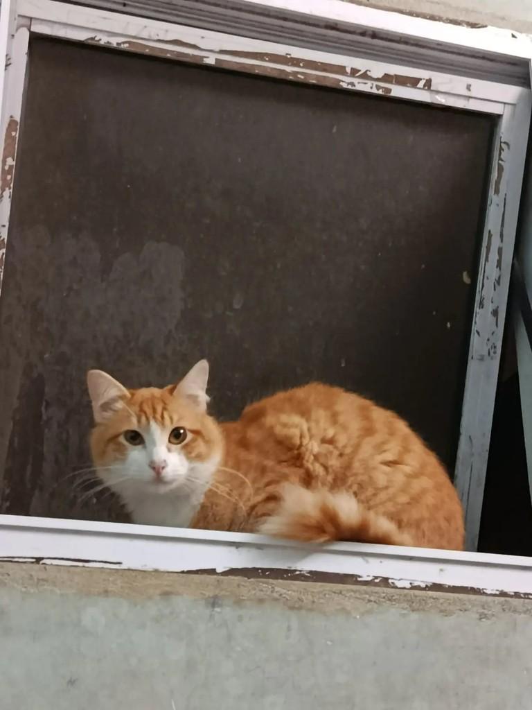 Ed, gato de porte médio para adoção em São Paulo - SP