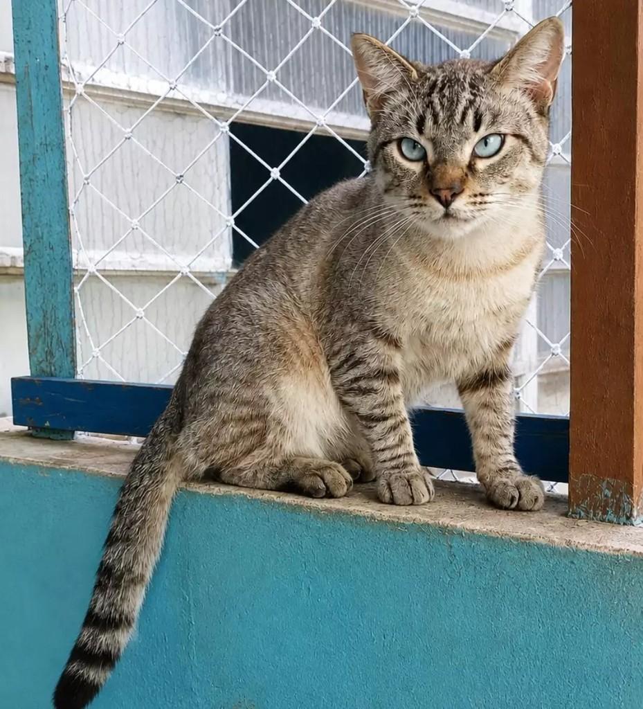 Ricardo, gato de porte médio para adoção em São Paulo - SP