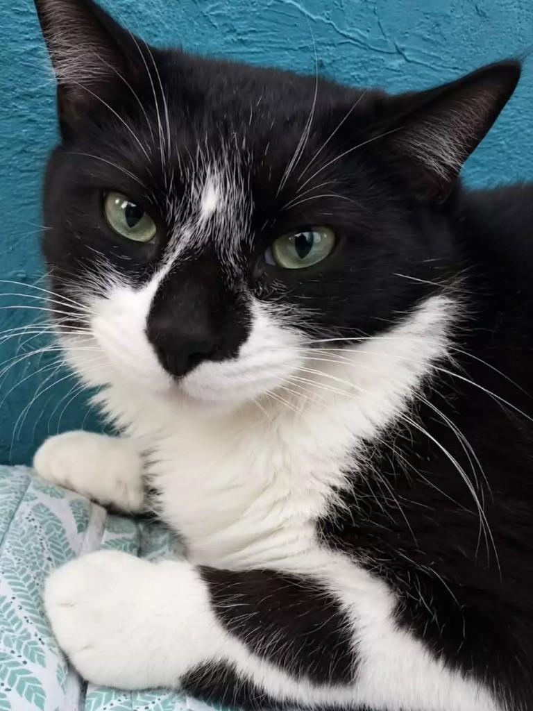 Rute, gata de porte pequeno para adoção em São Paulo - SP