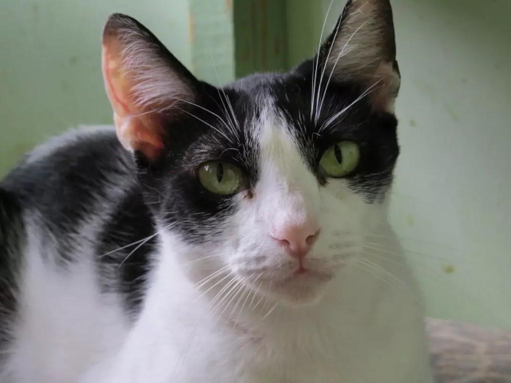 Soraya, gata de porte pequeno para adoção em São Paulo - SP