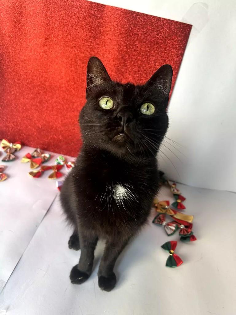 Isis, gata de porte pequeno para adoção em São Paulo - SP