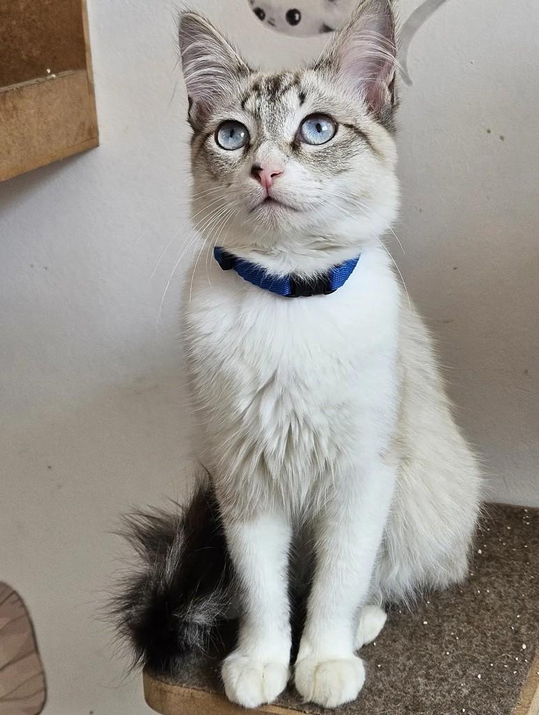 Manchinha, gato de porte pequeno para adoção em São Paulo - SP