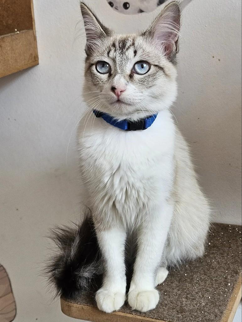 Manchinha, gato de porte pequeno para adoção em São Paulo - SP — foto 2 de 2