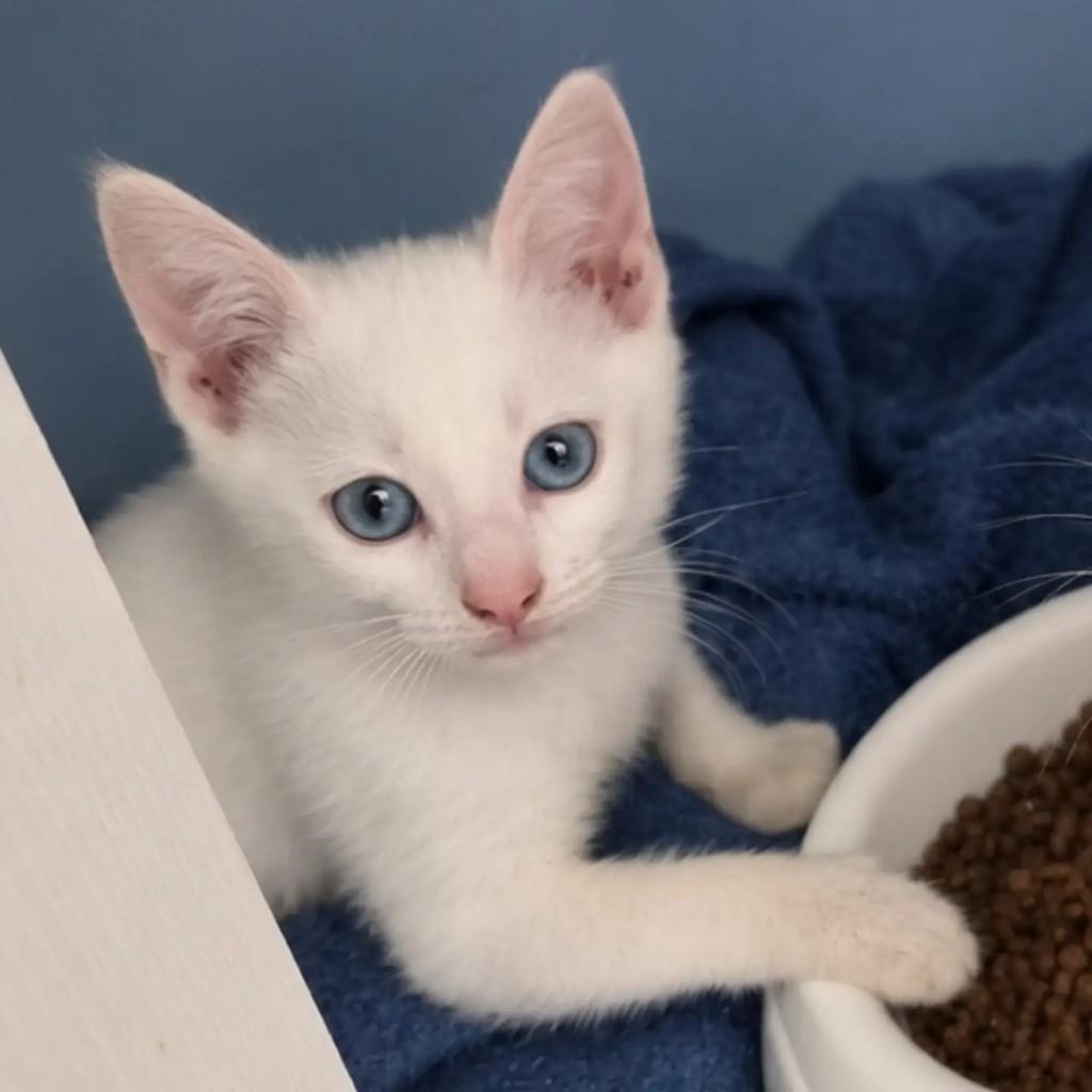 Juninho, gato de porte pequeno para adoção em São Paulo - SP