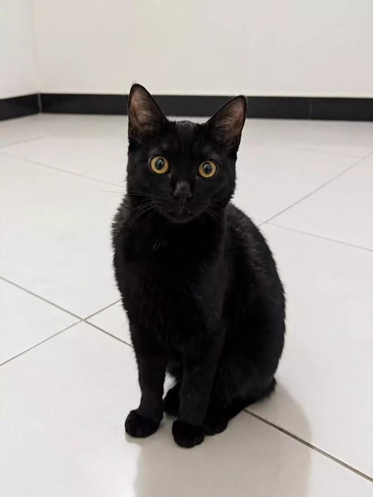 Morgana, gata de porte pequeno para adoção em São Paulo - SP