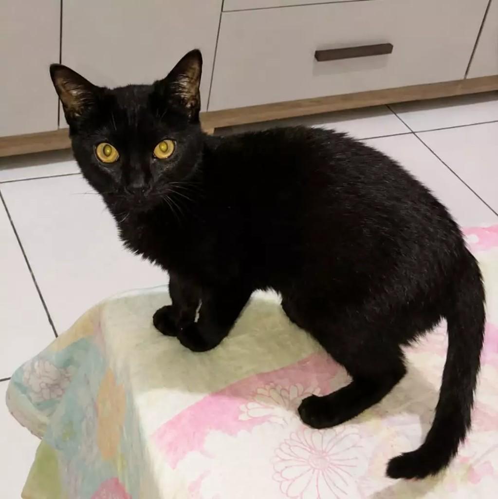Zoe, gata de porte pequeno para adoção em São Paulo - SP