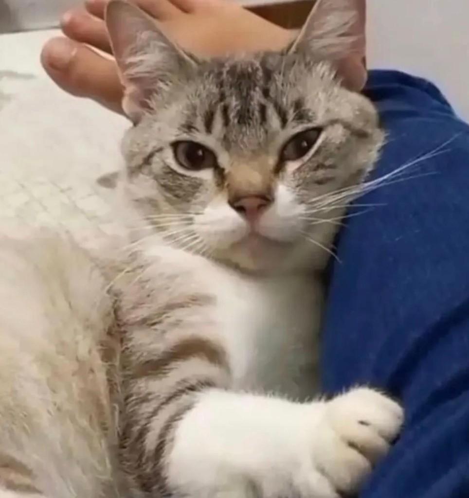 Mingau, gato de porte médio para adoção em São Paulo - SP