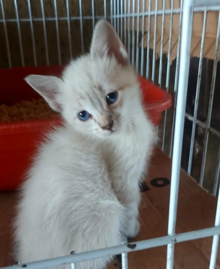 Brigitte, gata de porte pequeno para adoção em São Paulo - SP