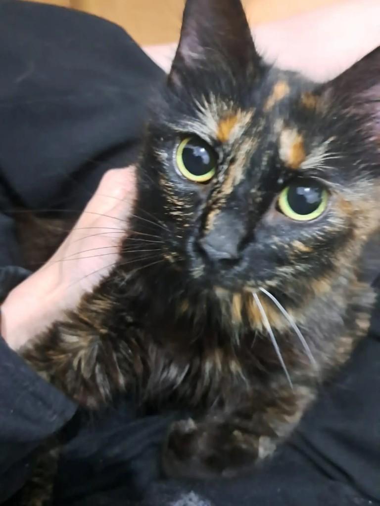 Merida, gata de porte médio para adoção em São Paulo - SP