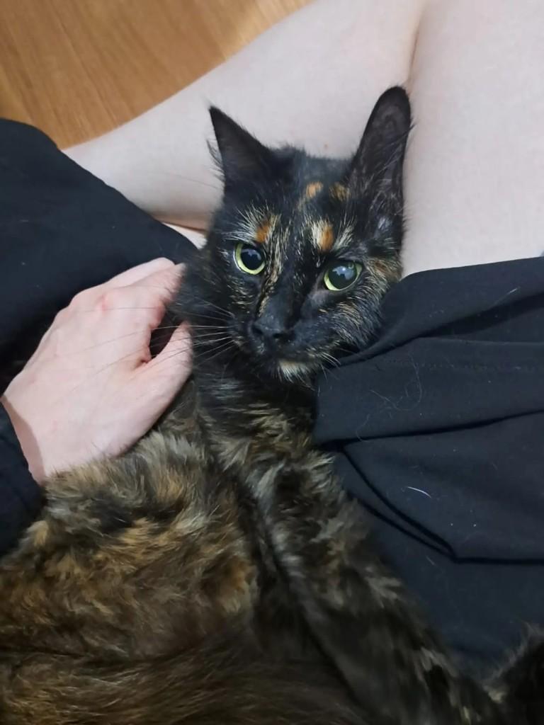 Merida, gata de porte médio para adoção em São Paulo - SP — foto 2 de 4