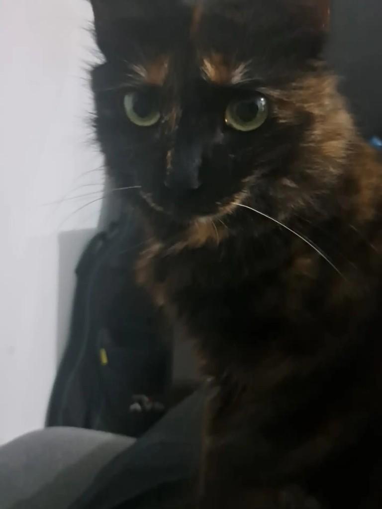 Merida, gata de porte médio para adoção em São Paulo - SP — foto 3 de 4