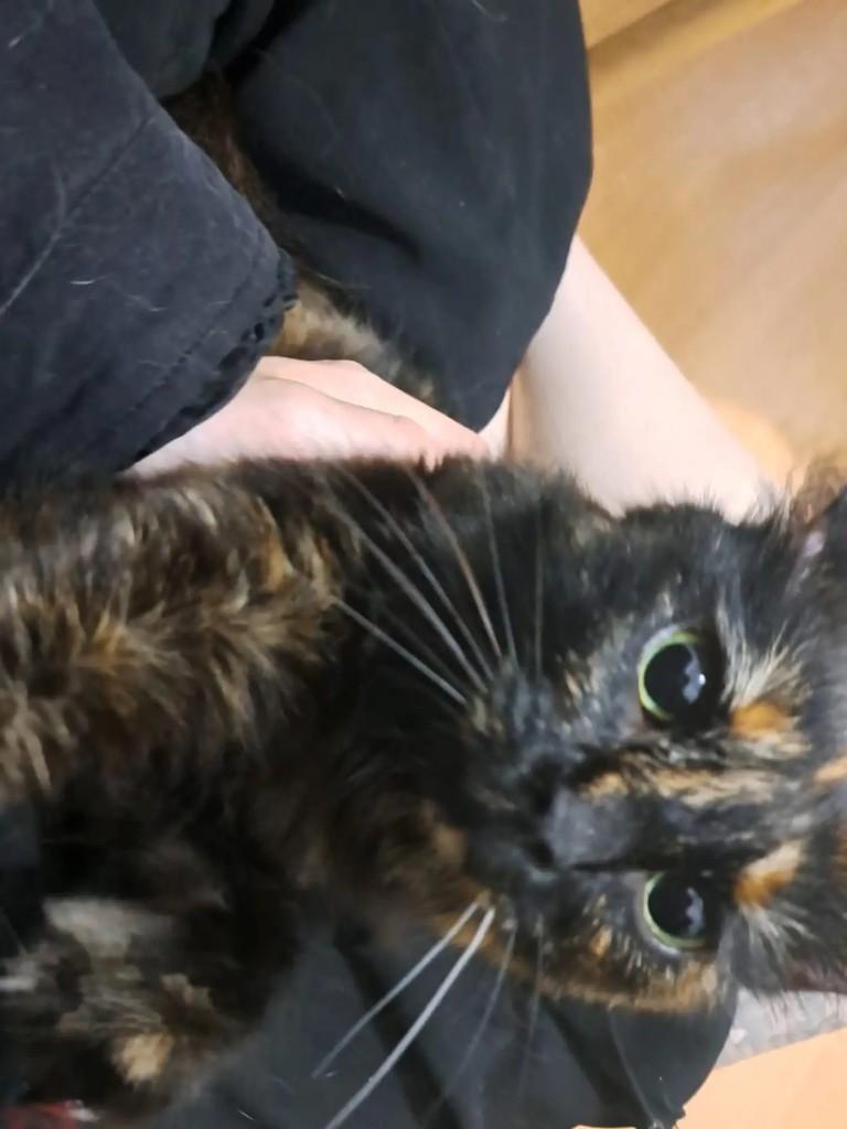 Merida, gata de porte médio para adoção em São Paulo - SP — foto 4 de 4