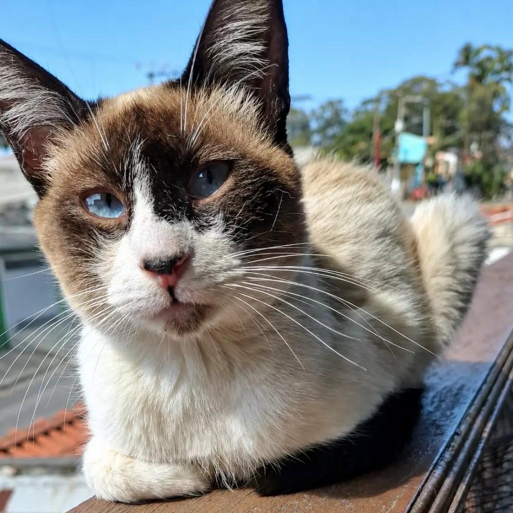 Pudim, gata de porte pequeno para adoção em São Paulo - SP