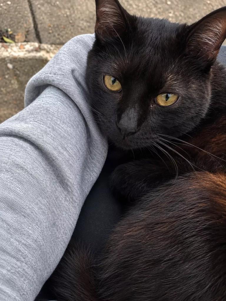 Negão, gato para adoção em São Paulo - SP