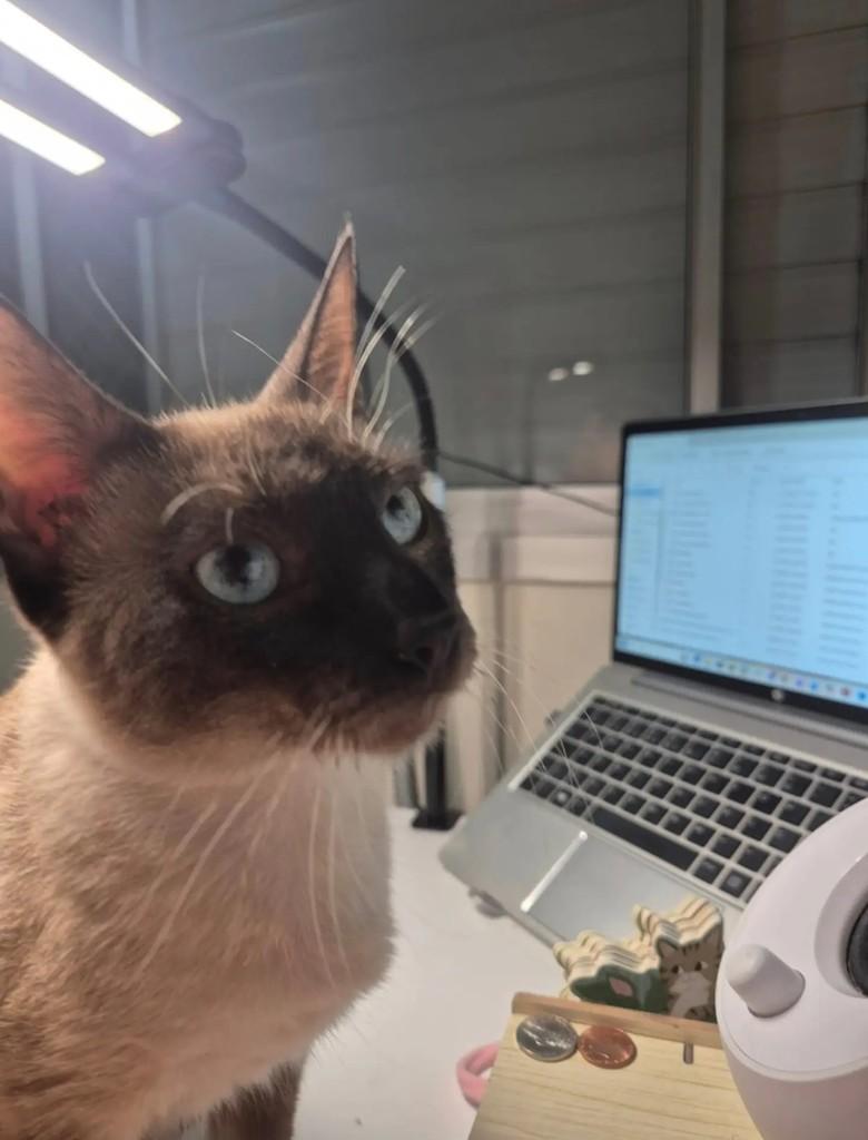 Birita, gato de porte pequeno para adoção em São Bernardo do Campo - SP