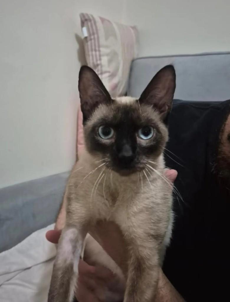 Birita, gato de porte pequeno para adoção em São Bernardo do Campo - SP — foto 2 de 2