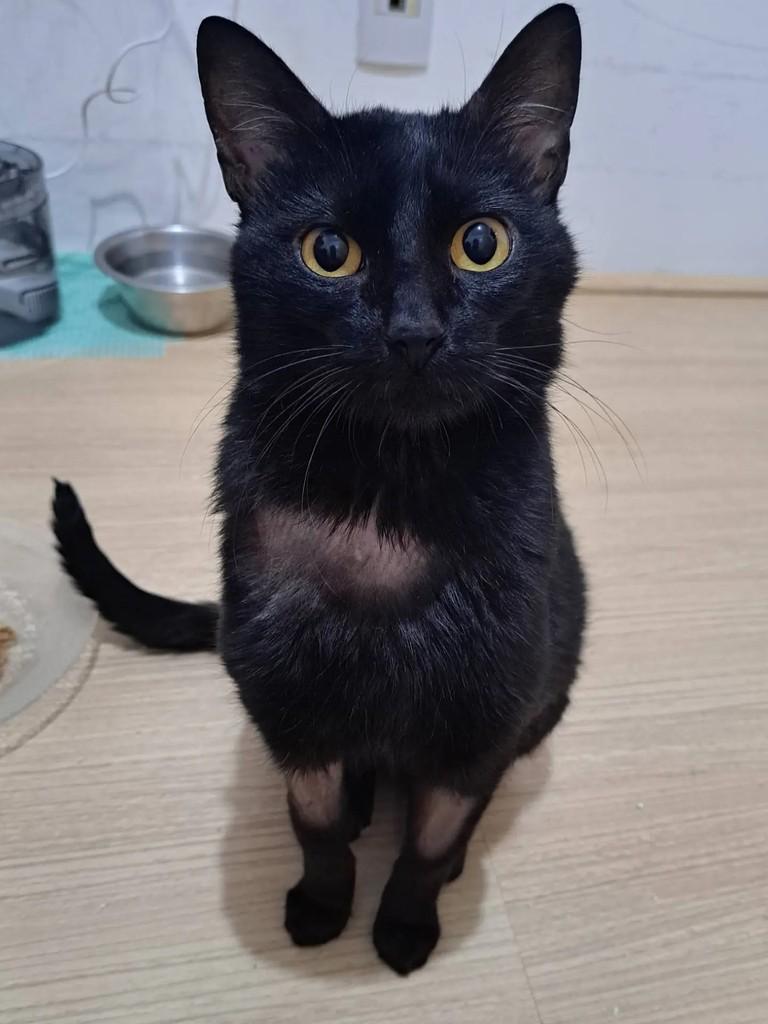 Banguela, gato de porte médio para adoção em São Paulo - SP