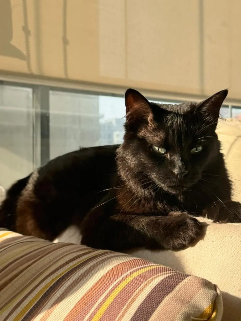 Nyx, gata de porte médio para adoção em São Paulo - SP — foto 2 de 5