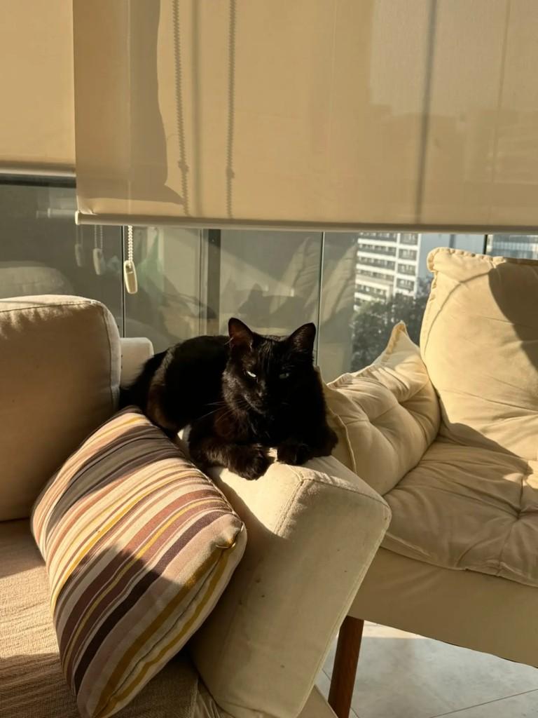 Nyx, gata de porte médio para adoção em São Paulo - SP — foto 4 de 5