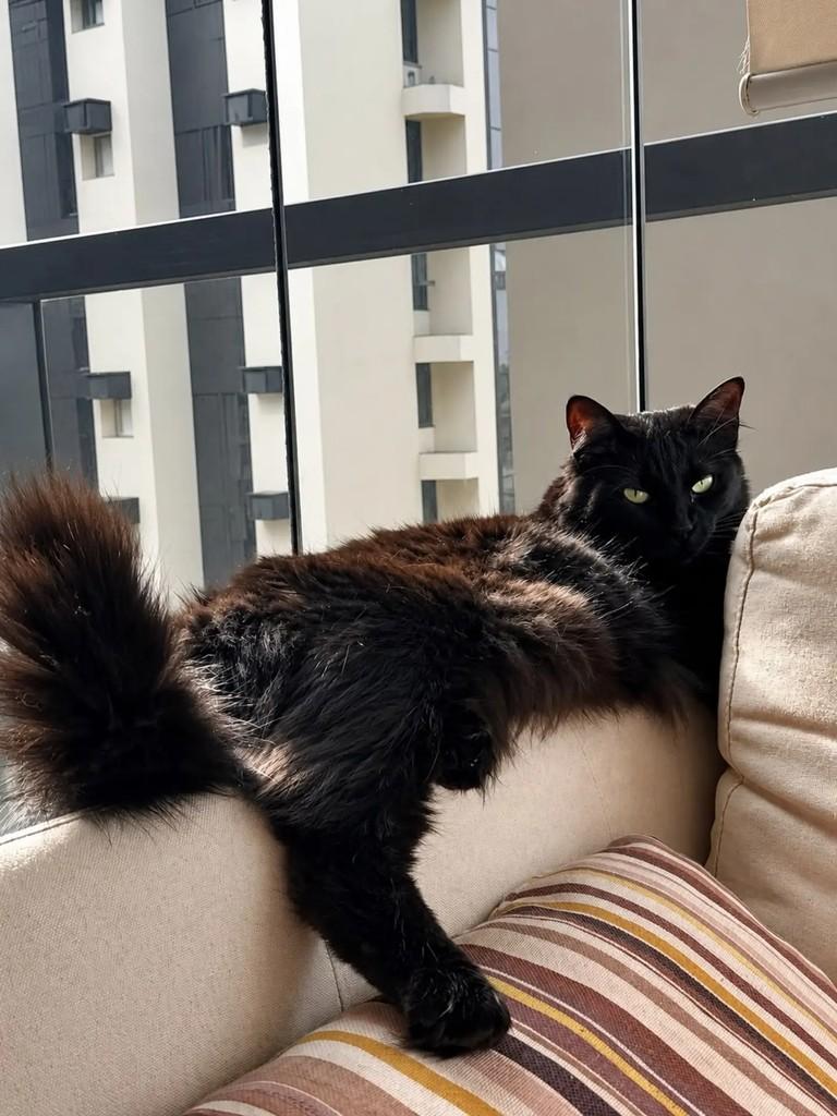 Nyx, gata de porte médio para adoção em São Paulo - SP — foto 5 de 5
