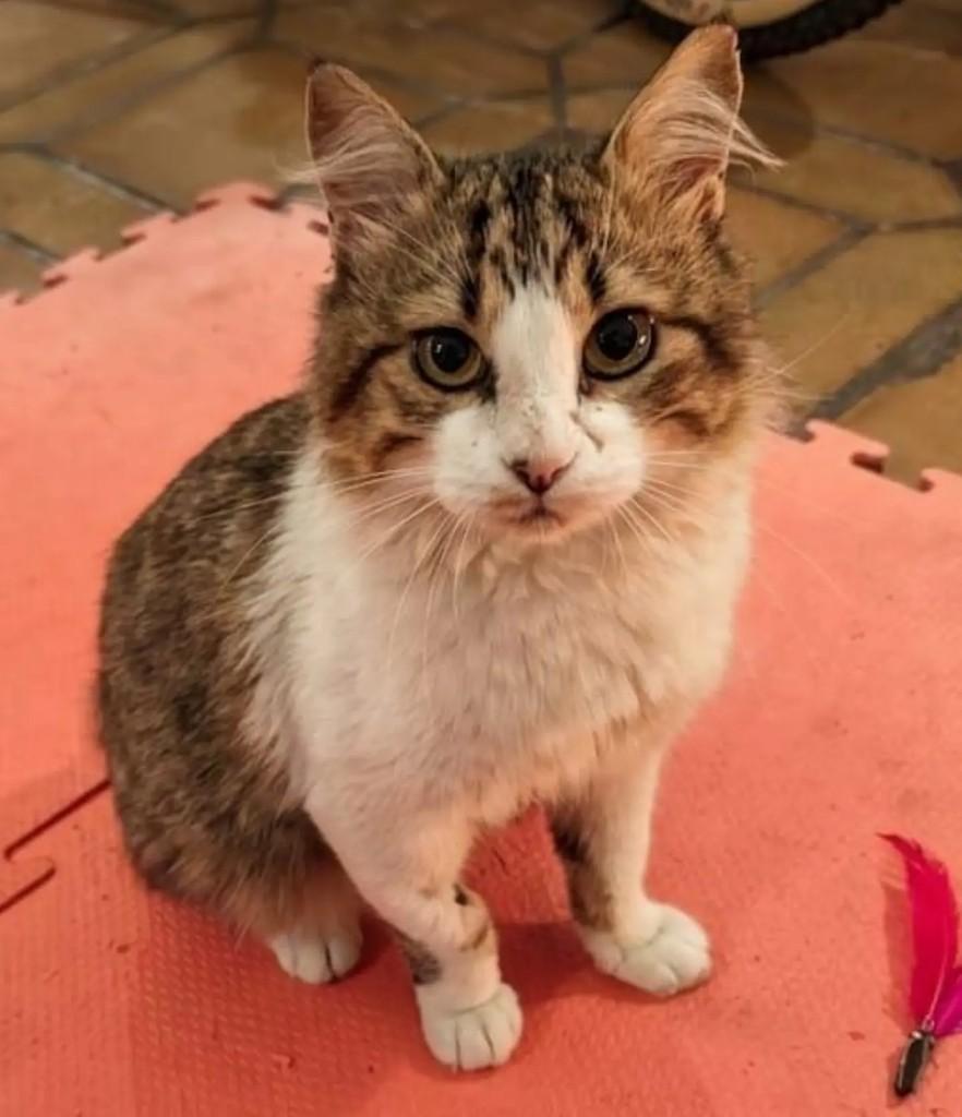 Bento, gato de porte pequeno para adoção em São Paulo - SP
