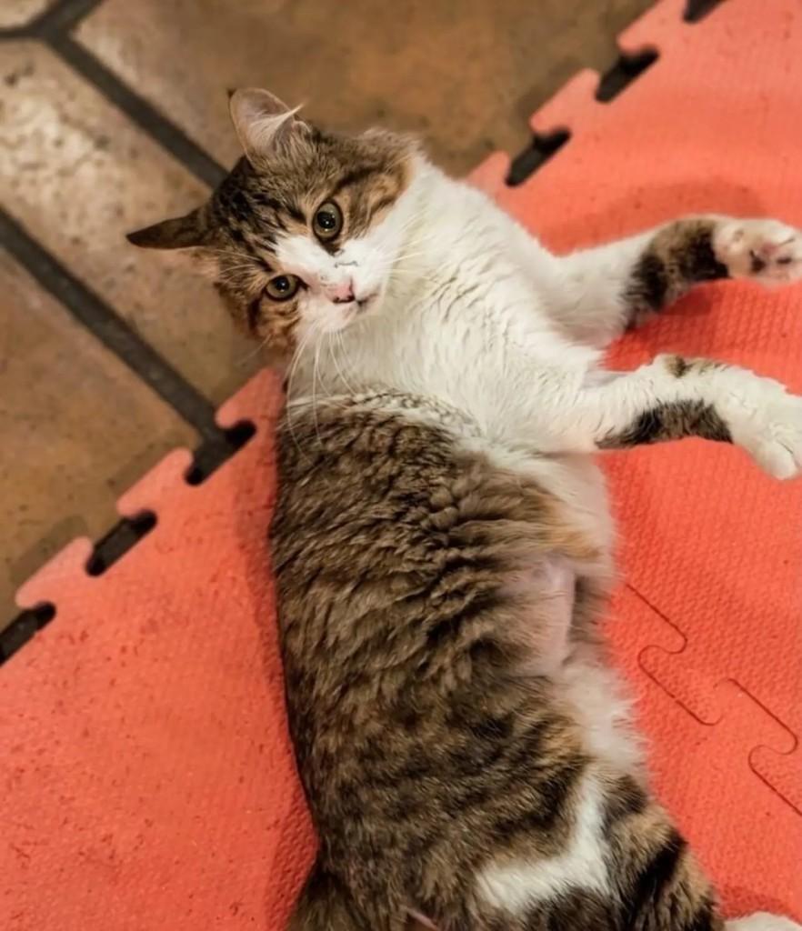 Bento, gato de porte pequeno para adoção em São Paulo - SP — foto 2 de 2
