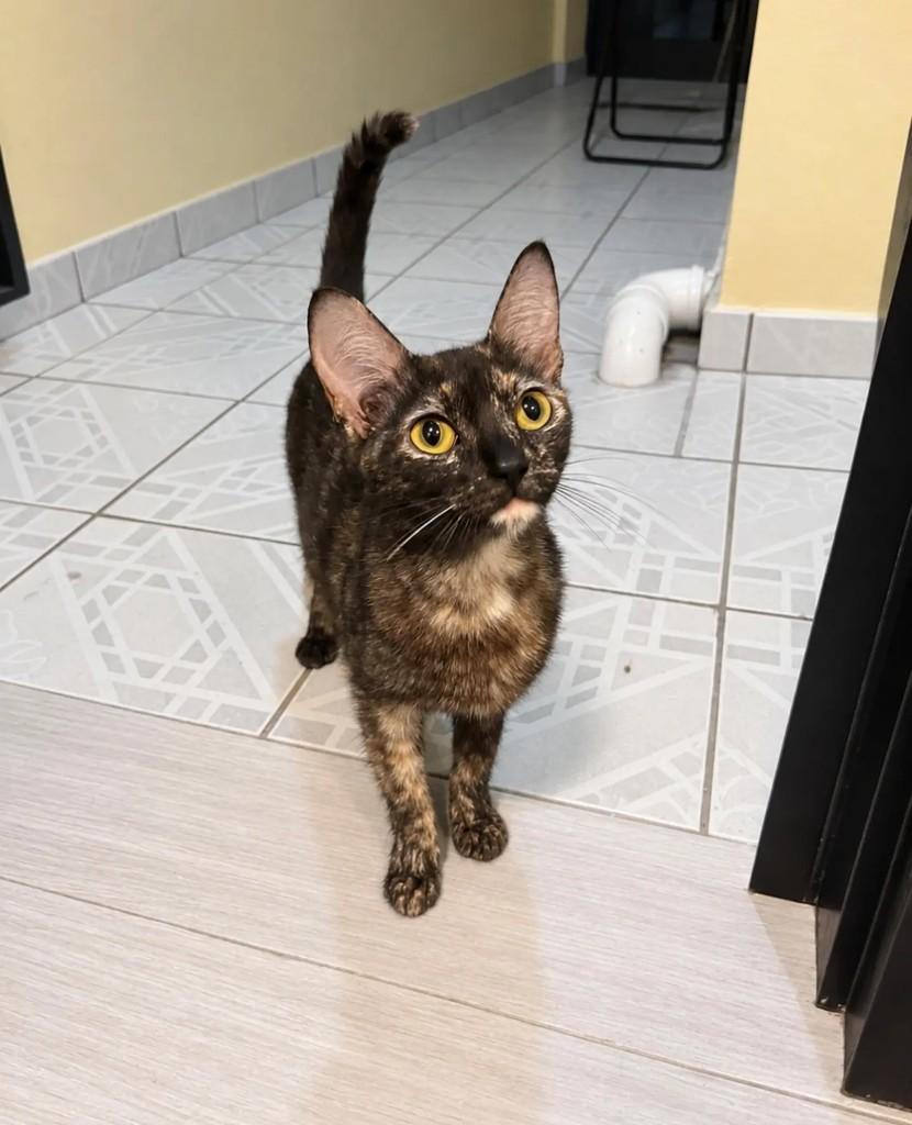Cacau, gata de porte pequeno para adoção em Santo André - SP