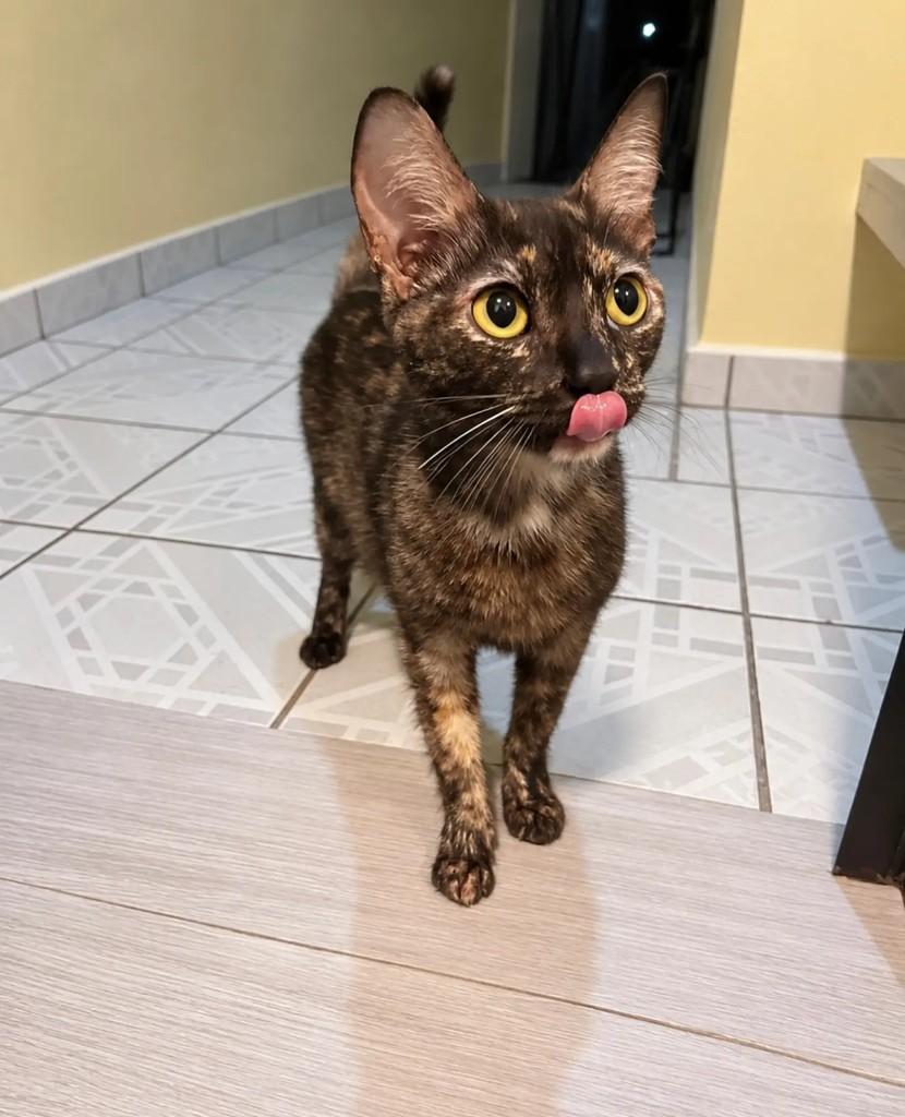 Cacau, gata de porte pequeno para adoção em Santo André - SP — foto 2 de 2