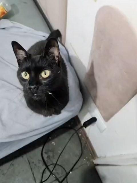 Hannah, gata de porte pequeno para adoção em São Paulo - SP