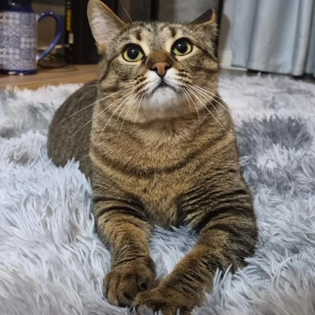 Anakin, gato para adoção em São Paulo - SP