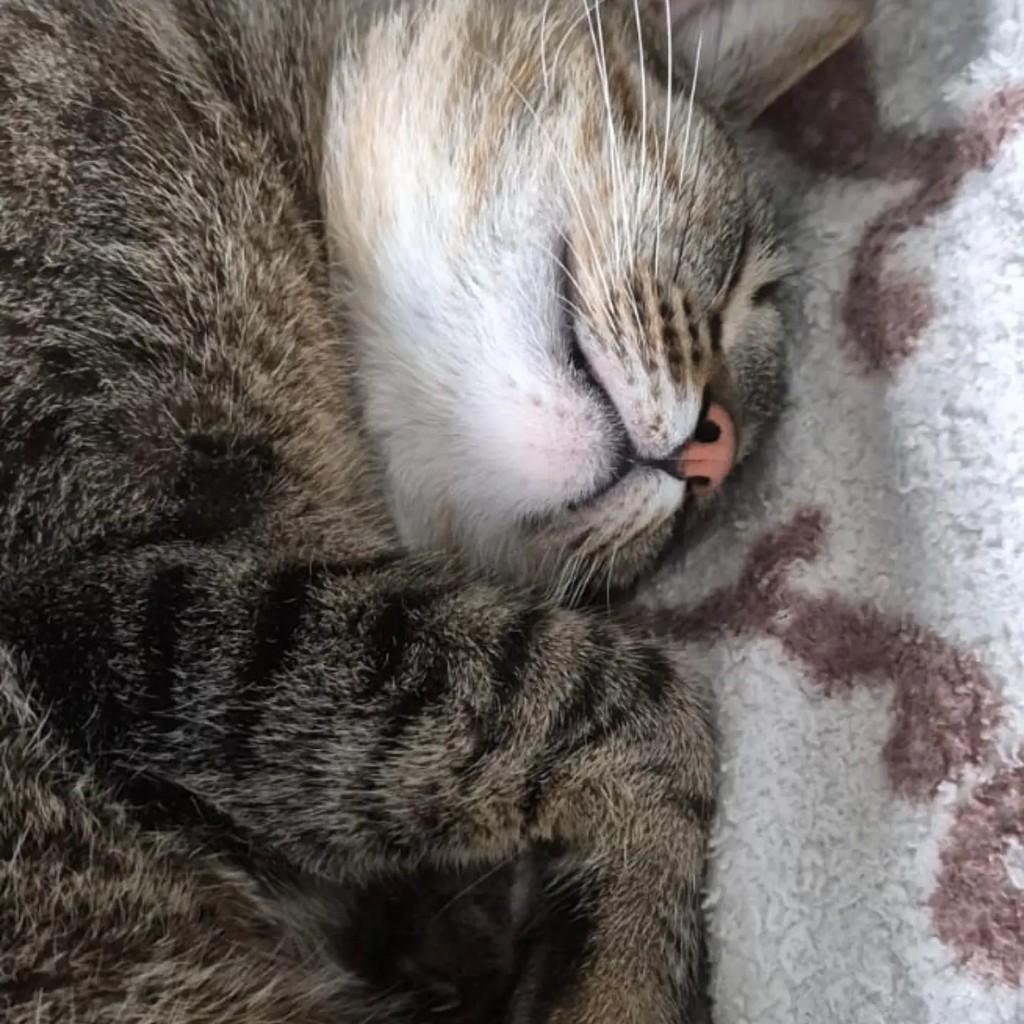 Anakin, gato para adoção em São Paulo - SP — foto 2 de 2