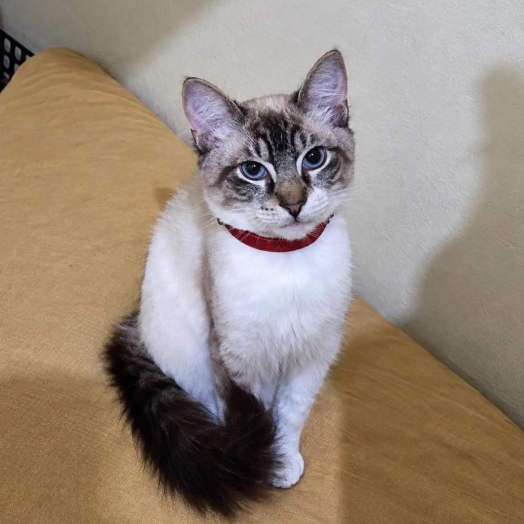 Nero, gato de porte pequeno para adoção em São Paulo - SP