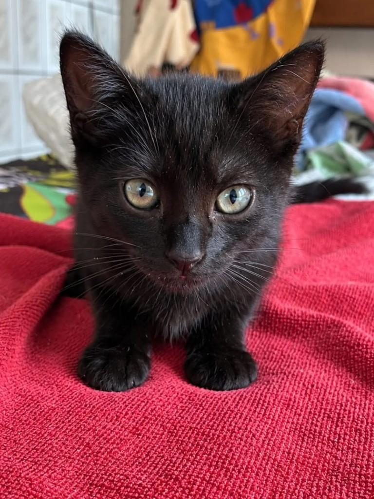 Fumaça, gata de porte pequeno para adoção em São Paulo - SP
