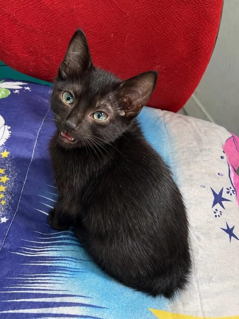 Fumaça, gata de porte pequeno para adoção em São Paulo - SP — foto 2 de 2