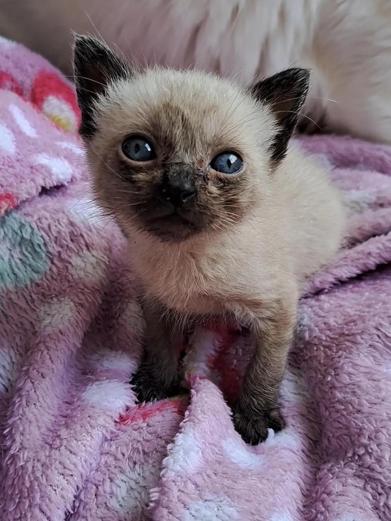 Beijinho, gato de porte pequeno para adoção em São Paulo - SP