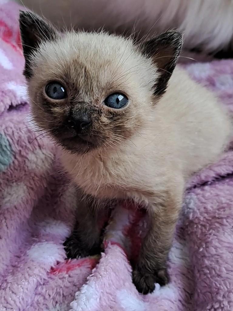 Beijinho, gato de porte pequeno para adoção em São Paulo - SP — foto 2 de 3
