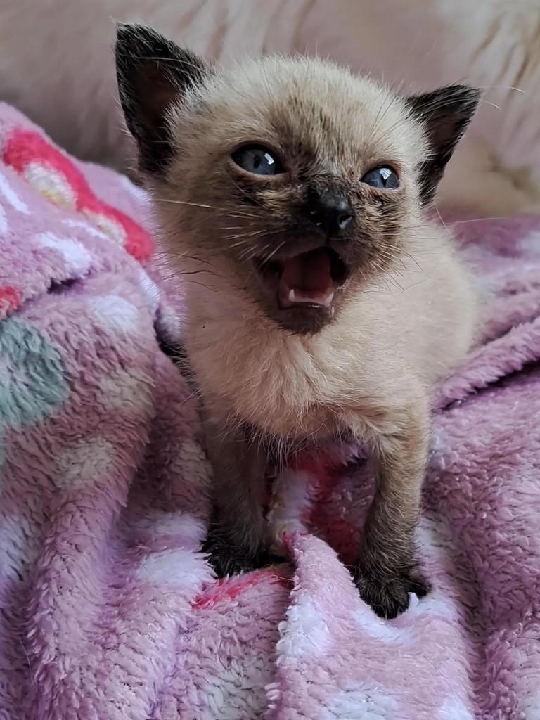 Beijinho, gato de porte pequeno para adoção em São Paulo - SP — foto 3 de 3