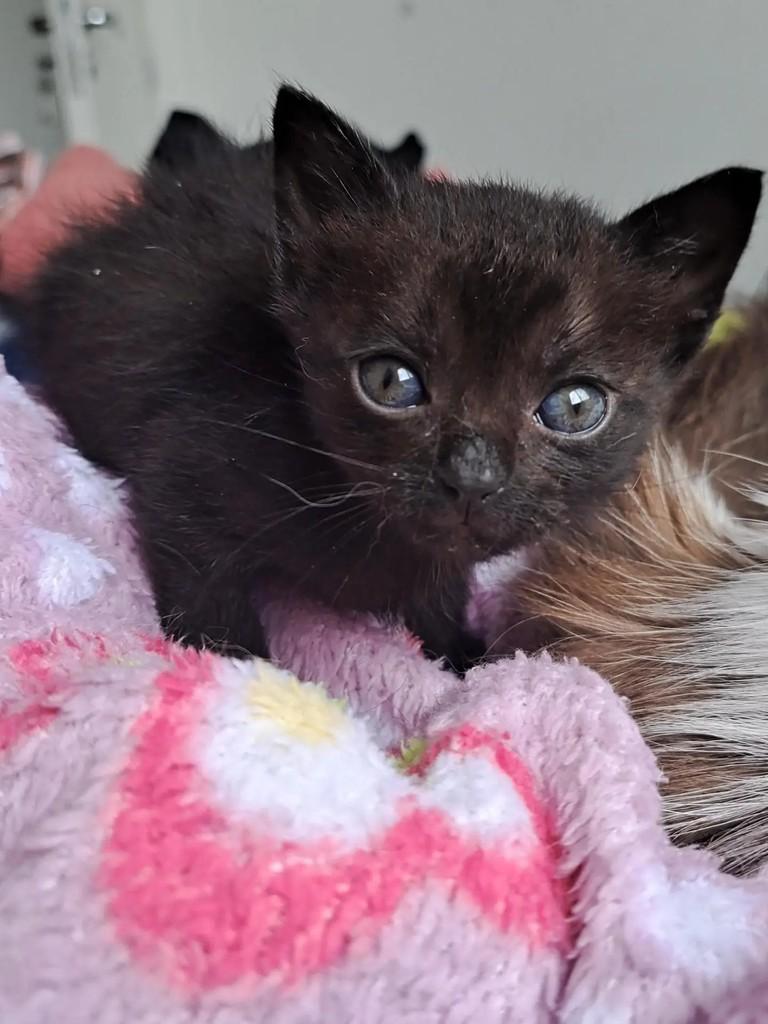 Cookie, gata de porte pequeno para adoção em São Paulo - SP