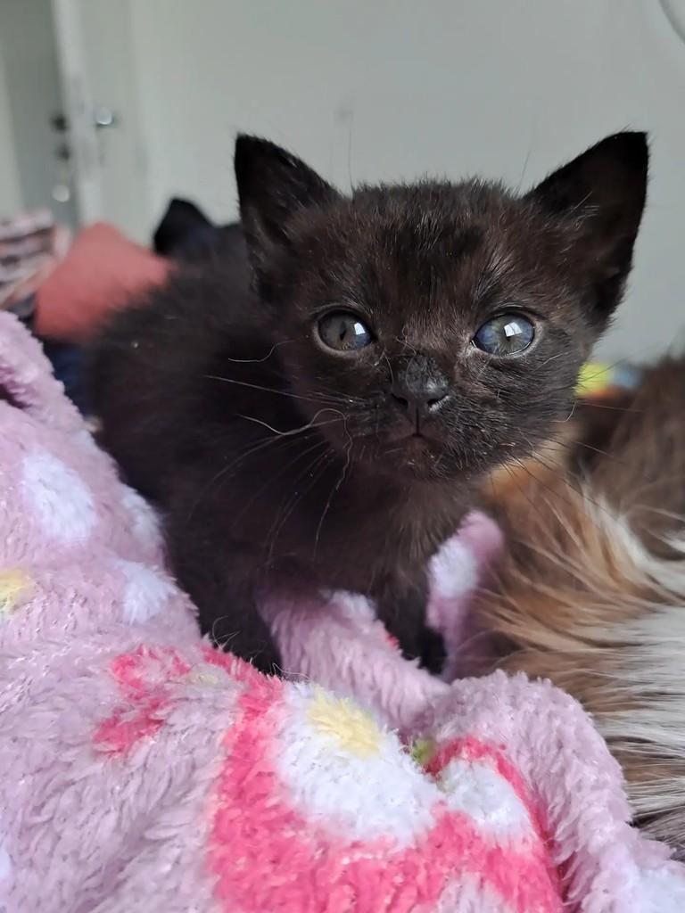 Cookie, gata de porte pequeno para adoção em São Paulo - SP — foto 2 de 3