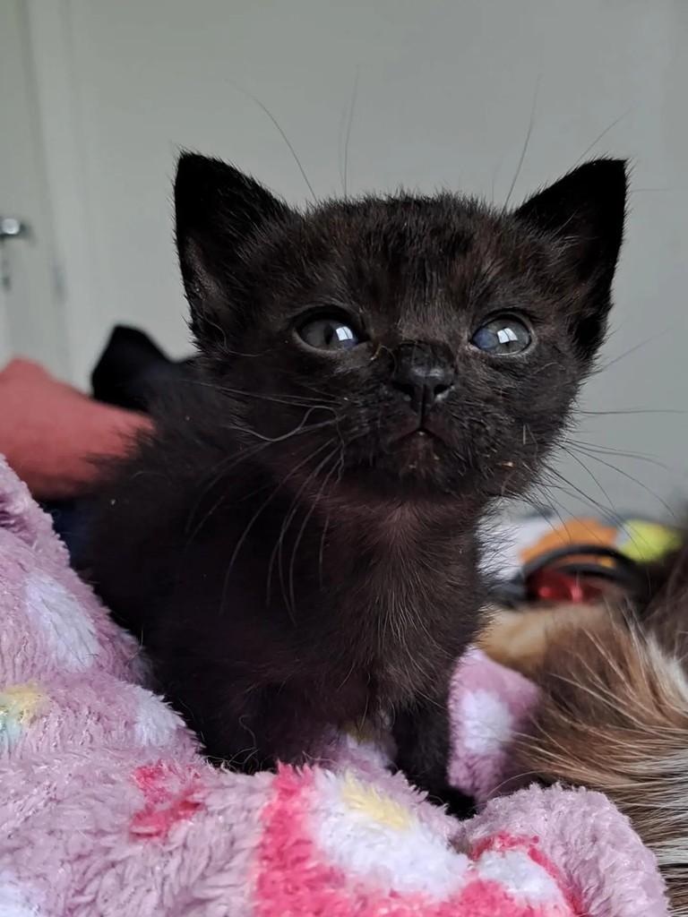 Cookie, gata de porte pequeno para adoção em São Paulo - SP — foto 3 de 3