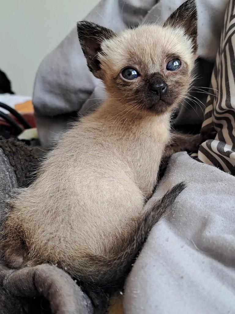 Cocada, gata de porte pequeno para adoção em São Paulo - SP
