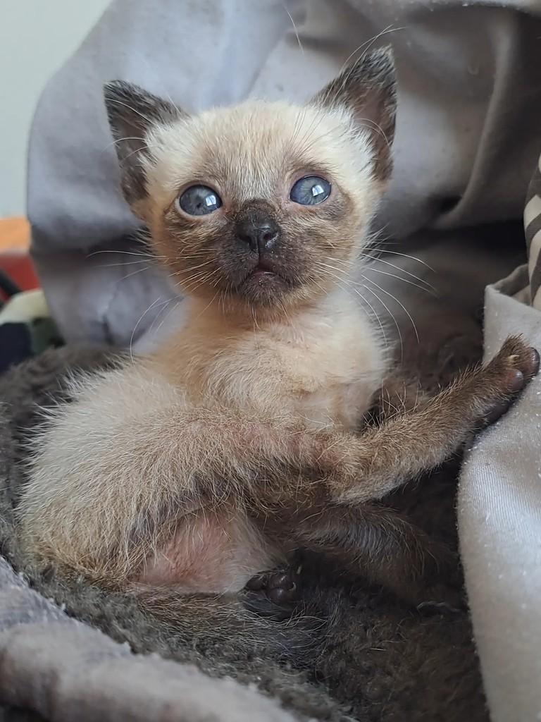Cocada, gata de porte pequeno para adoção em São Paulo - SP — foto 2 de 3