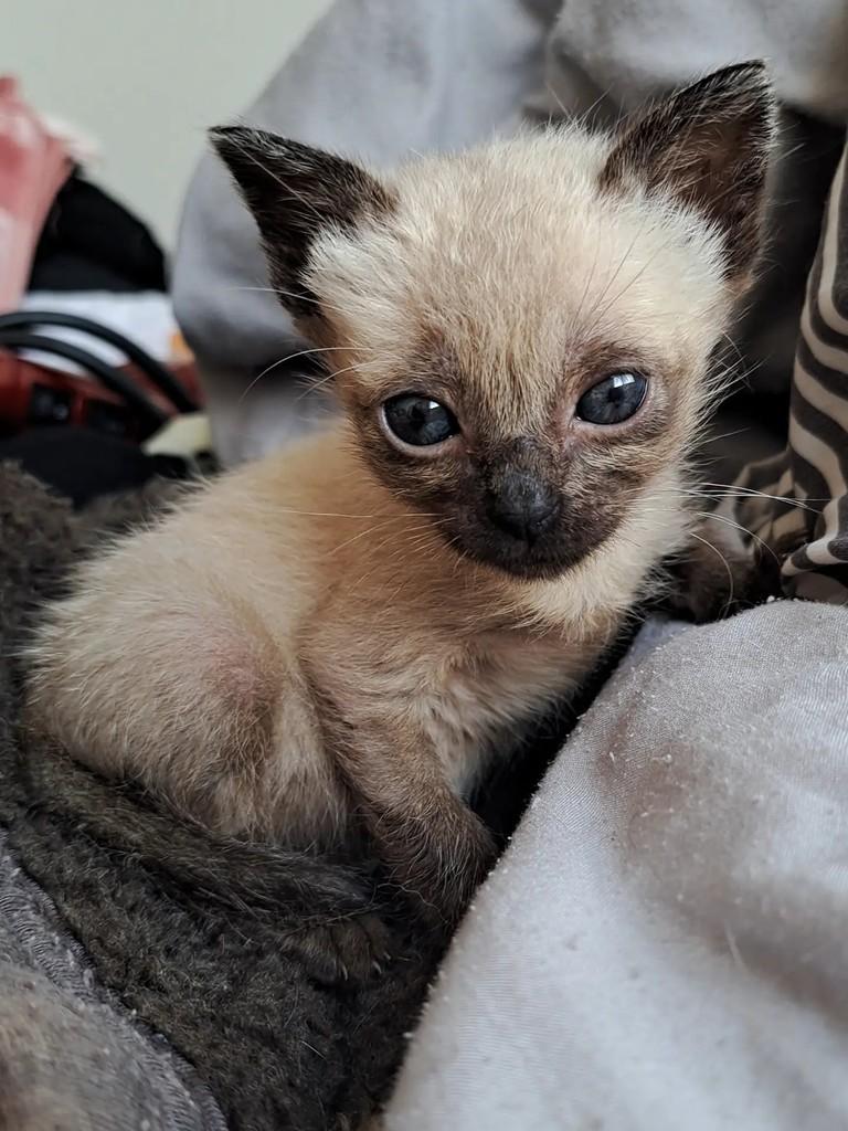 Cocada, gata de porte pequeno para adoção em São Paulo - SP — foto 3 de 3