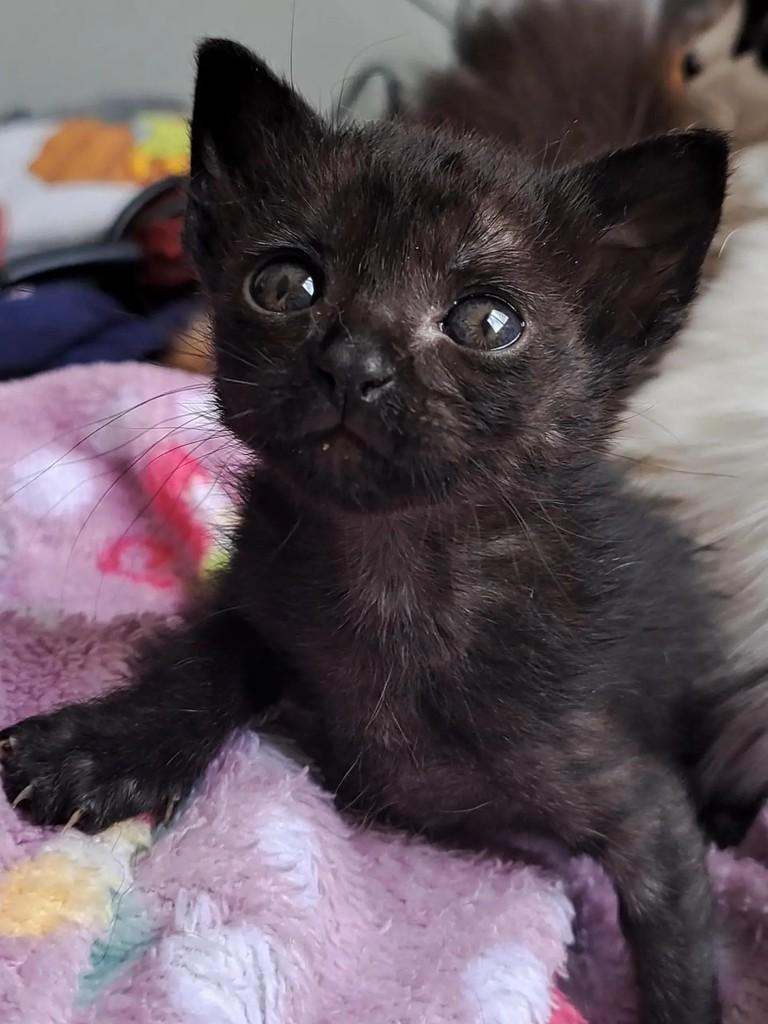Paçoca, gata de porte pequeno para adoção em São Paulo - SP