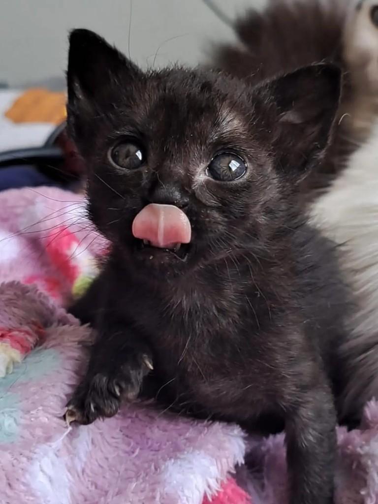 Paçoca, gata de porte pequeno para adoção em São Paulo - SP — foto 2 de 3