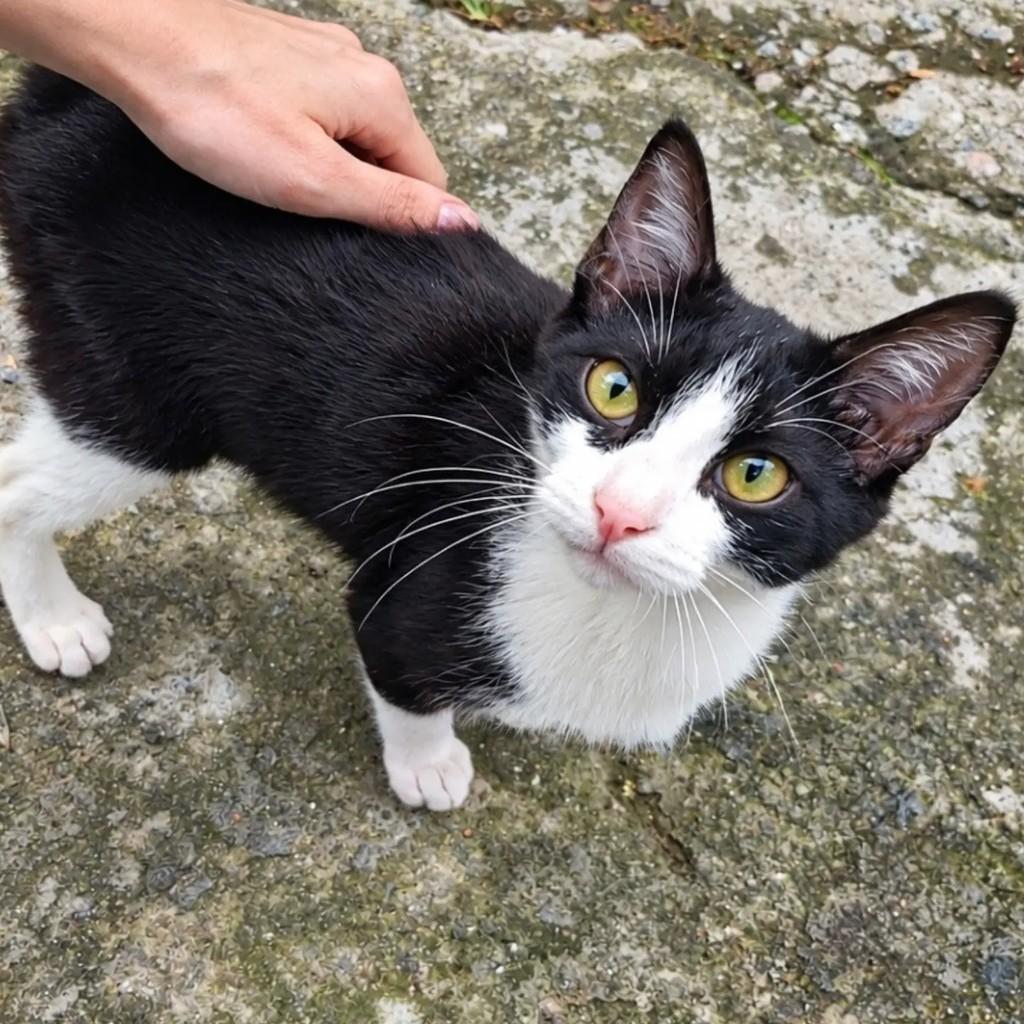Emmie, gata de porte pequeno para adoção em São Paulo - SP