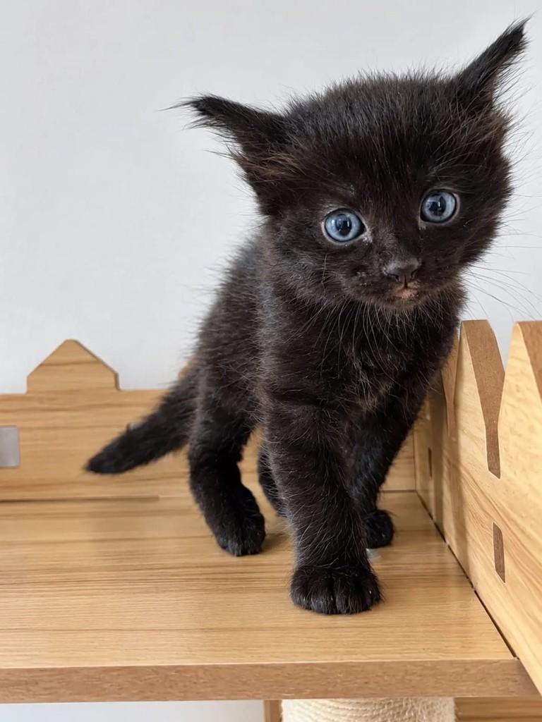 Chico, gato de porte pequeno para adoção em São Paulo - SP
