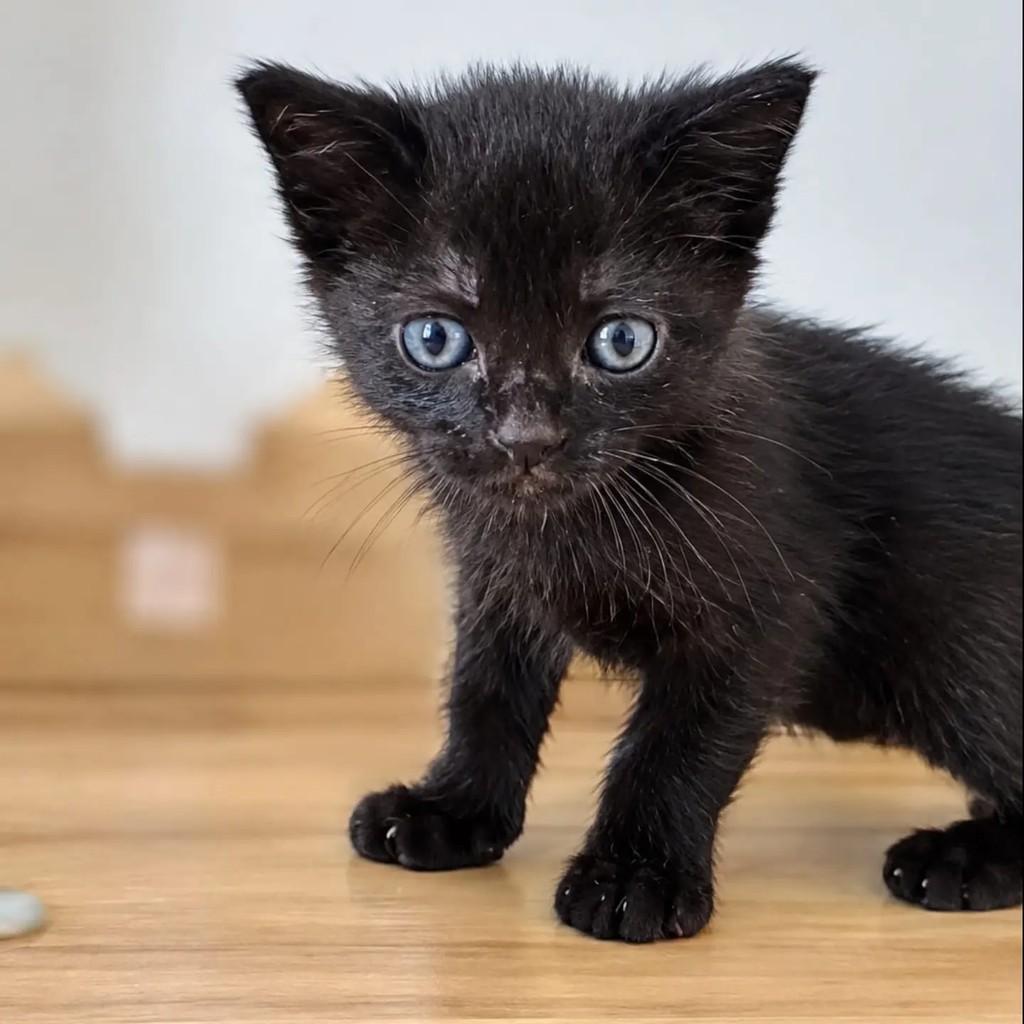 Gil, gato de porte pequeno para adoção em São Paulo - SP
