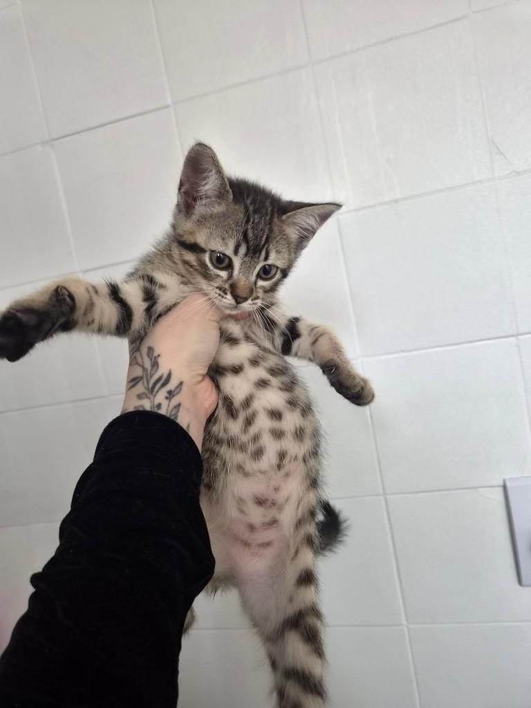 Margo, gata de porte pequeno para adoção em São Paulo - SP