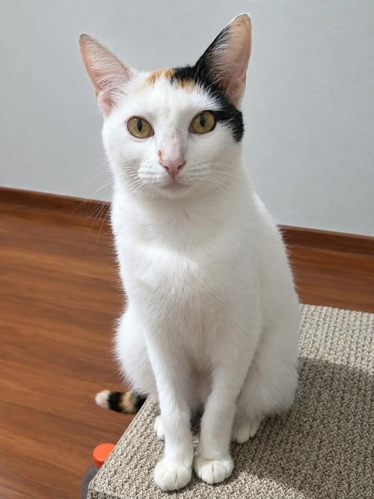 Zuzu, gata de porte pequeno para adoção em São Paulo - SP
